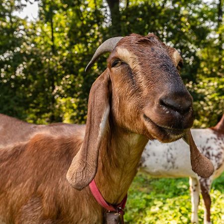 Orzechowa Ostoja Noclegi Energylandia Bachowice Екстер'єр фото