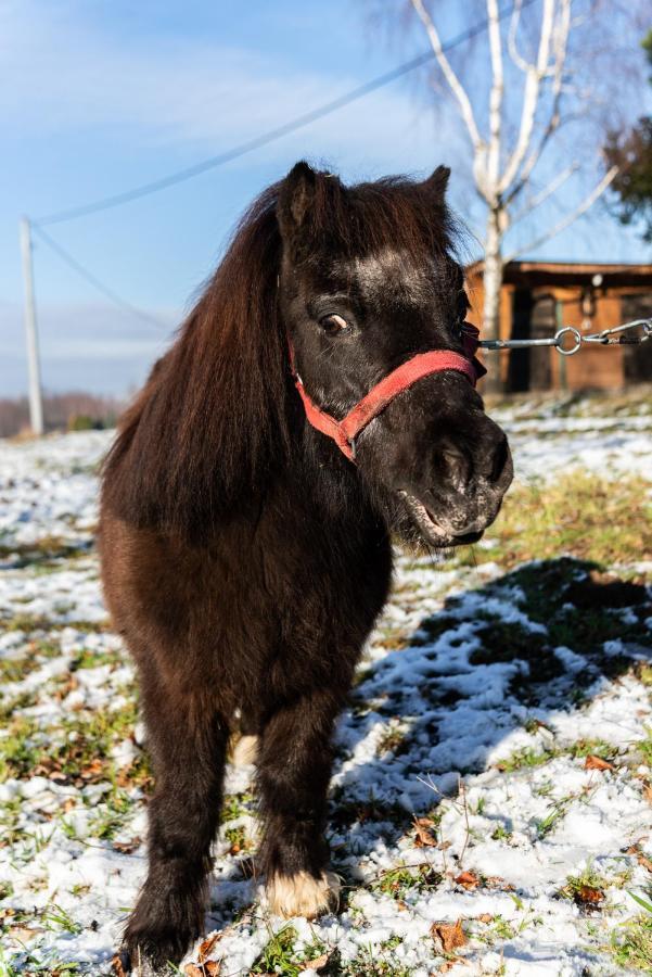 Orzechowa Ostoja Noclegi Energylandia Bachowice Екстер'єр фото