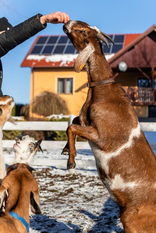 Orzechowa Ostoja Noclegi Energylandia Bachowice Екстер'єр фото
